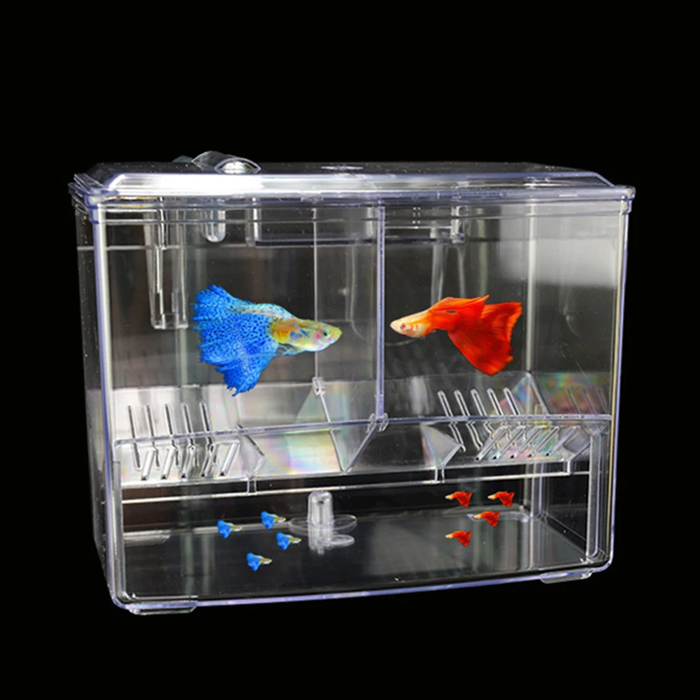 1.25L 2.5L Aquarium Fish Breed - Pet Supplies Fish review and price