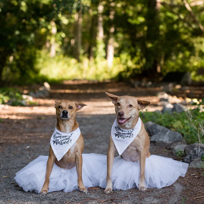 My Humans are Getting Married  - Dog Bandana Scarf review and price